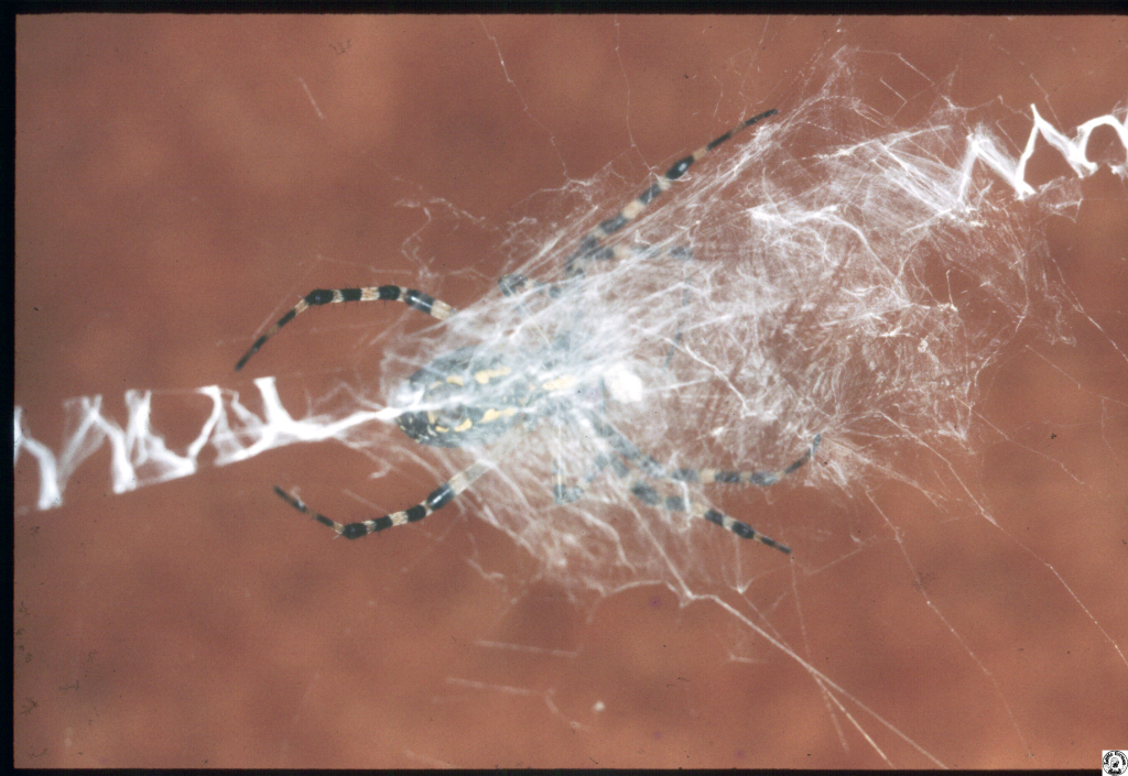 spider 1.jpg